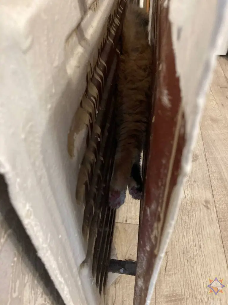 15 июня 2024 года. Береза, Брестская область. Кошка застряла в батарее.