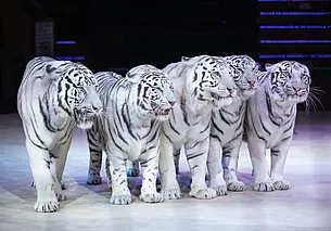 Впервые в Могилев приезжает Белгосцирк  с программой «Сафари»: подробности шоу