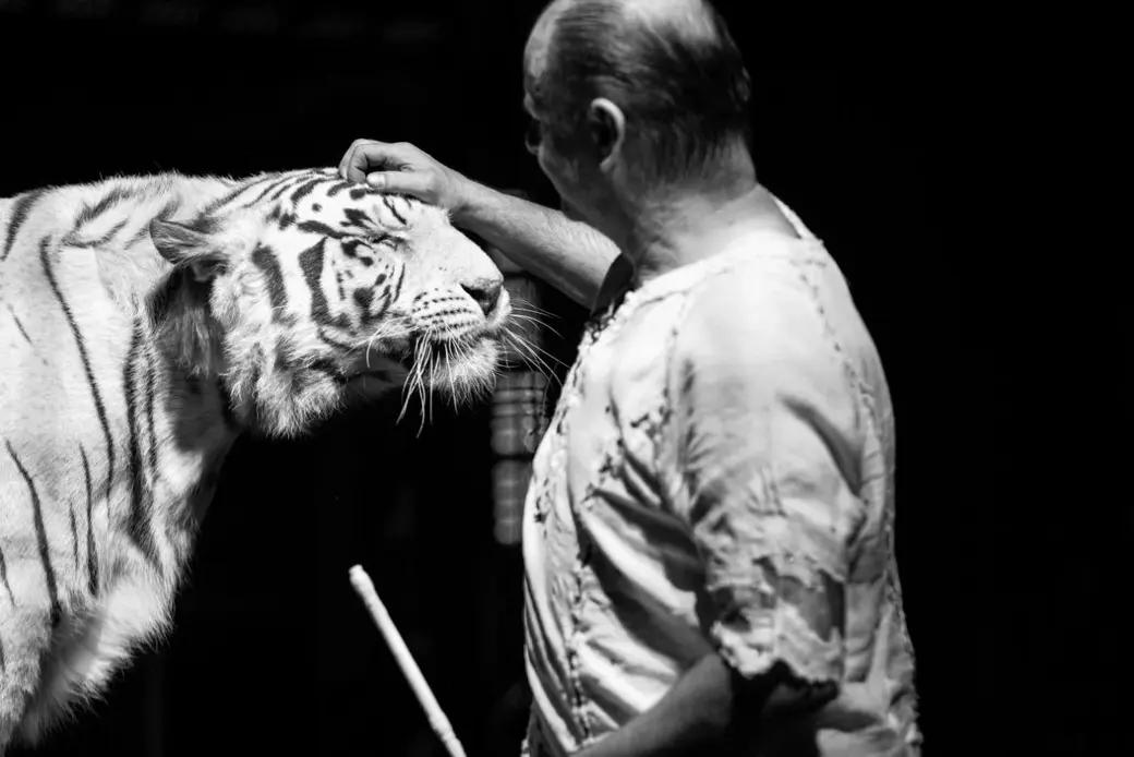 Цирк-шапито Белгосцирка привез в Могилев программу «Сафари».