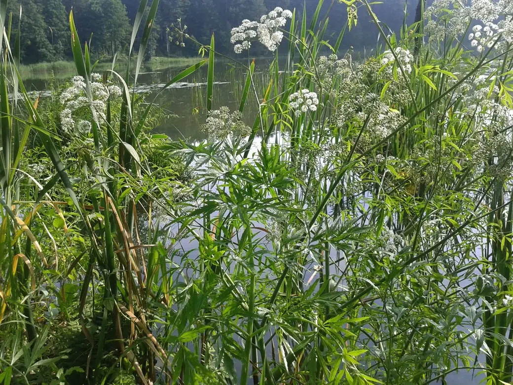 Цикута (вех ядовитый). Фото: pro-dachnikov.com