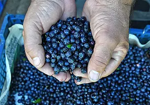 Лисички закупают за 6-10 рублей: Белкоопсоюз приступил к заготовке ягод и грибов