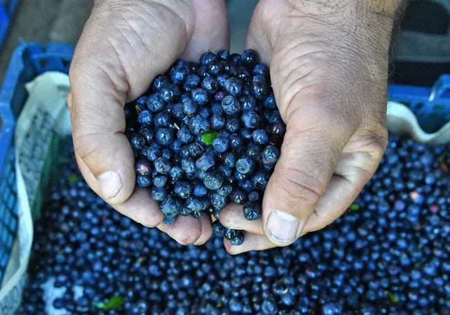 Лисички закупают за 6-10 рублей: Белкоопсоюз приступил к заготовке ягод и грибов