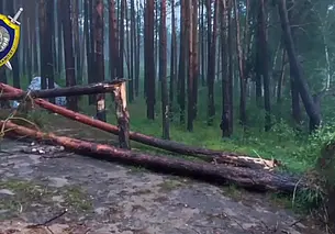 Жертва непогоды: в Гродненской области под поваленным ветром деревом погибла женщина