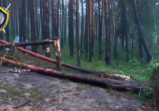 Жертва непогоды: в Гродненской области под поваленным ветром деревом погибла женщина