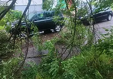 Поломанные деревья и отсутствие электричества: последствия непогоды в Могилеве и области