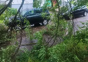 Поломанные деревья и отсутствие электричества: последствия непогоды в Могилеве и области