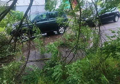 Поломанные деревья и отсутствие электричества: последствия непогоды в Могилеве и области