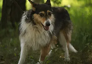 Найденные две собаки, котята и щенки: кто ищет хозяина в Могилеве