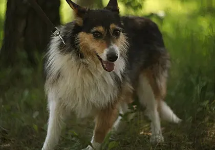 Найденные две собаки, котята и щенки: кто ищет хозяина в Могилеве