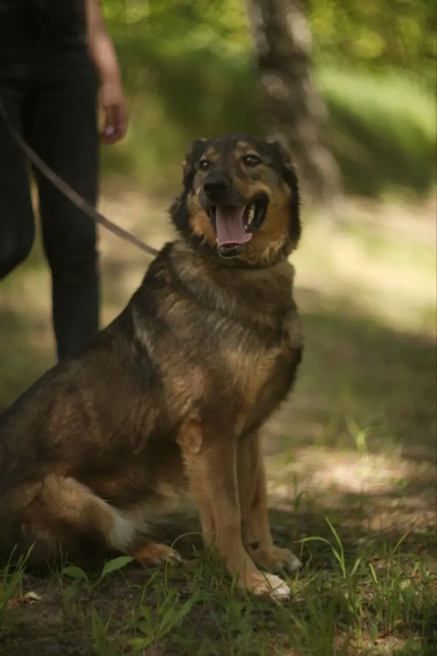 Собака Найда.