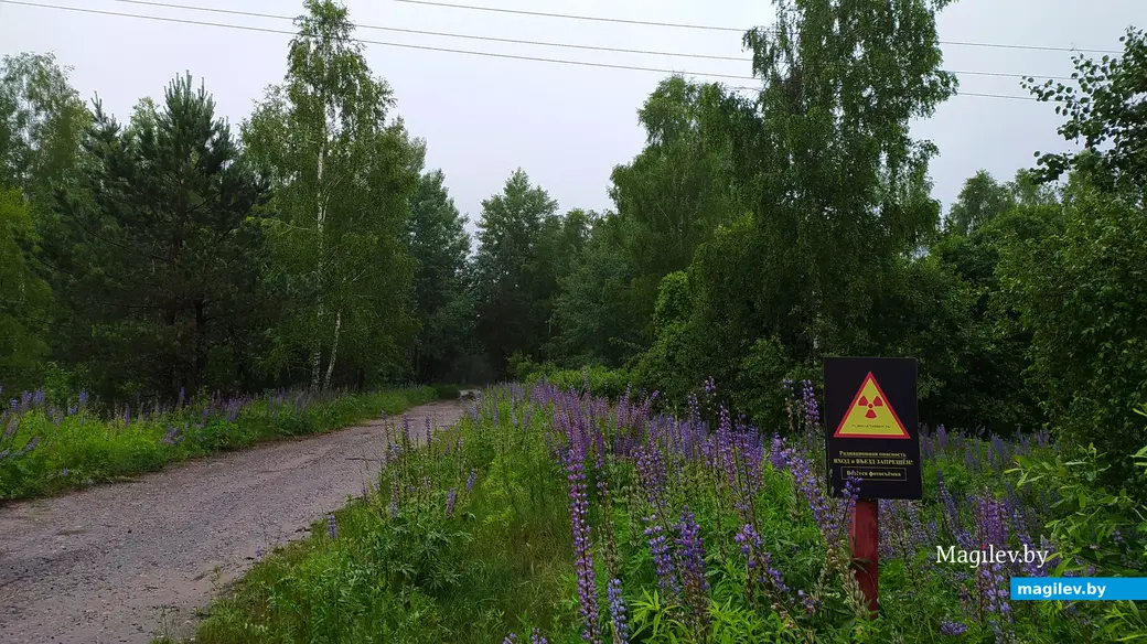 11.06.2024. Краснопольский район. Знак радиации. Поворот на выселенную деревню Готовец.
