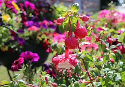 Без дождя только суббота: прогноз погоды в Могилеве на 22-24 июня