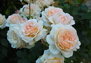 Что делать, если розы почернели после зимы