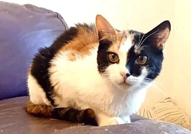 Кошка Дина.