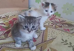 Пес Федя, кошка Дина и найденные котята: кто ищет хозяина в Могилеве