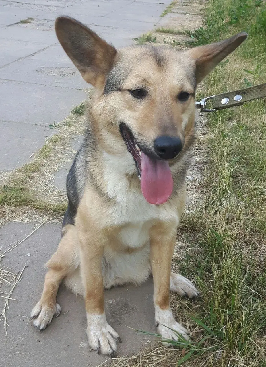 Собака без клички.