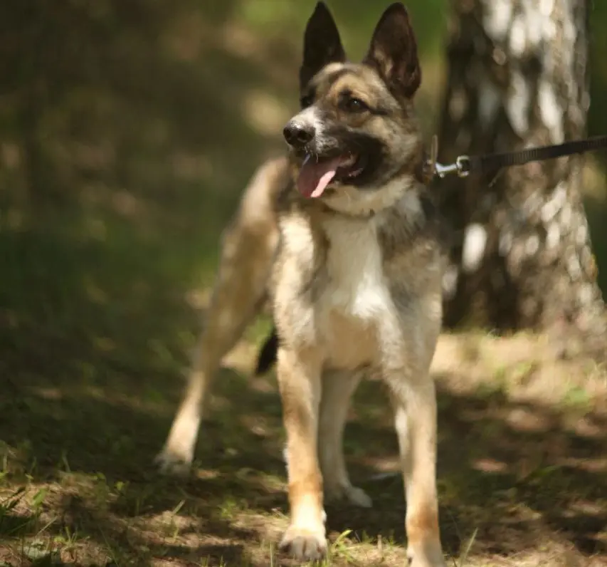 Пес Перчик.