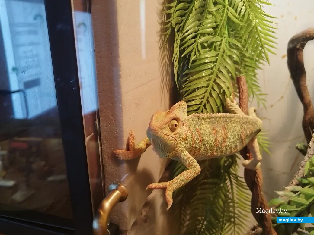 Июнь, 2024 г. Могилев. Фестиваль белорусской кухни. Рестобар Амазонка.