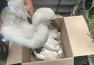 В Бобруйском районе в деревне Виллы упало гнездо аистов. На помощь птенцам пришли сельчане