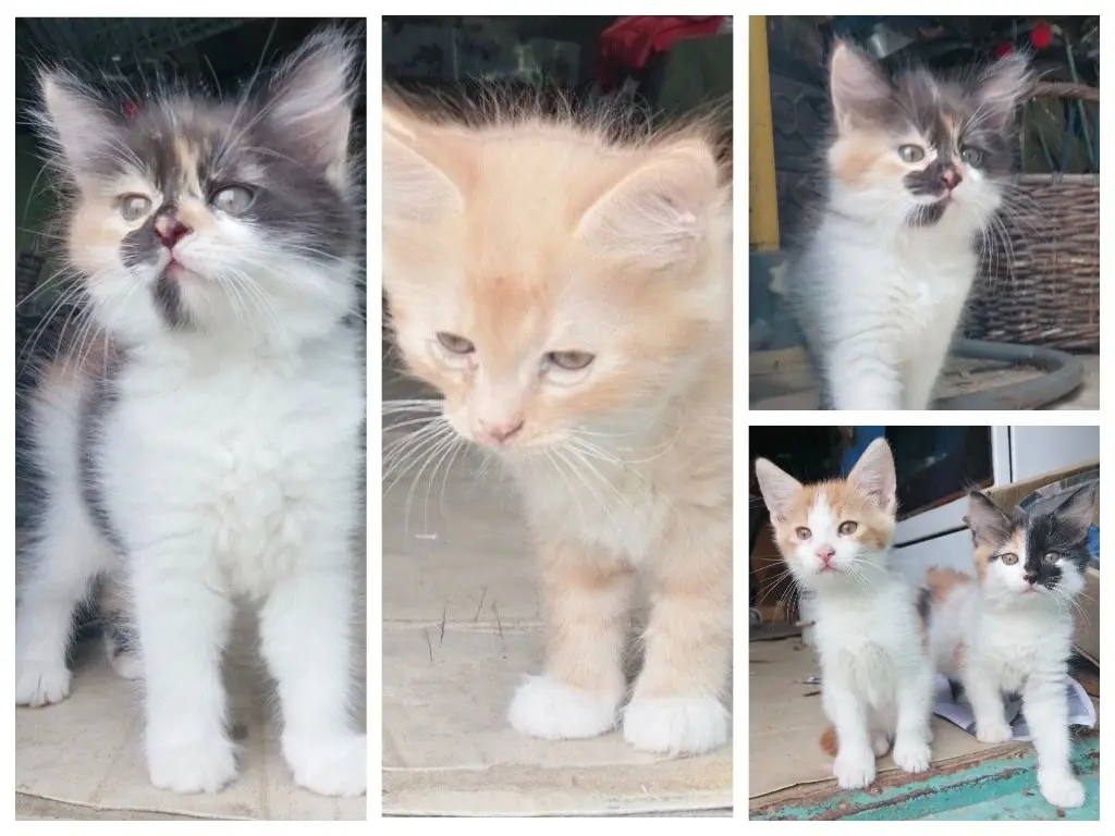 Котята.