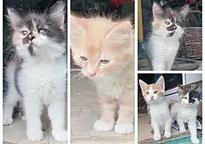 Котята, щенки и кот Марс: кто ищет хозяина в Могилеве