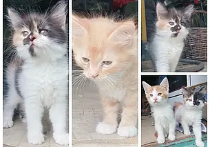 Котята, щенки и кот Марс: кто ищет хозяина в Могилеве