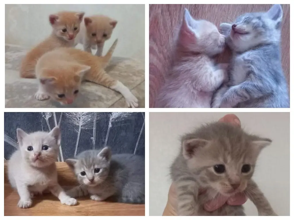 Котята.