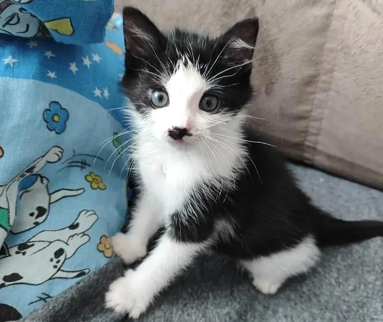 Котик Марс.