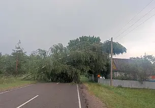 МЧС о последствиях грозового фронта: повреждены кровли 23 жилых домов, упало 80 деревьев