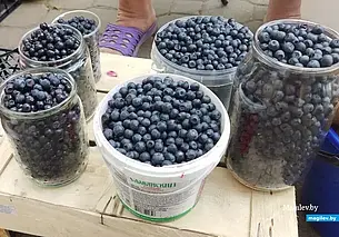 В Могилевской области заготовили черники вдвое больше прошлогоднего объема