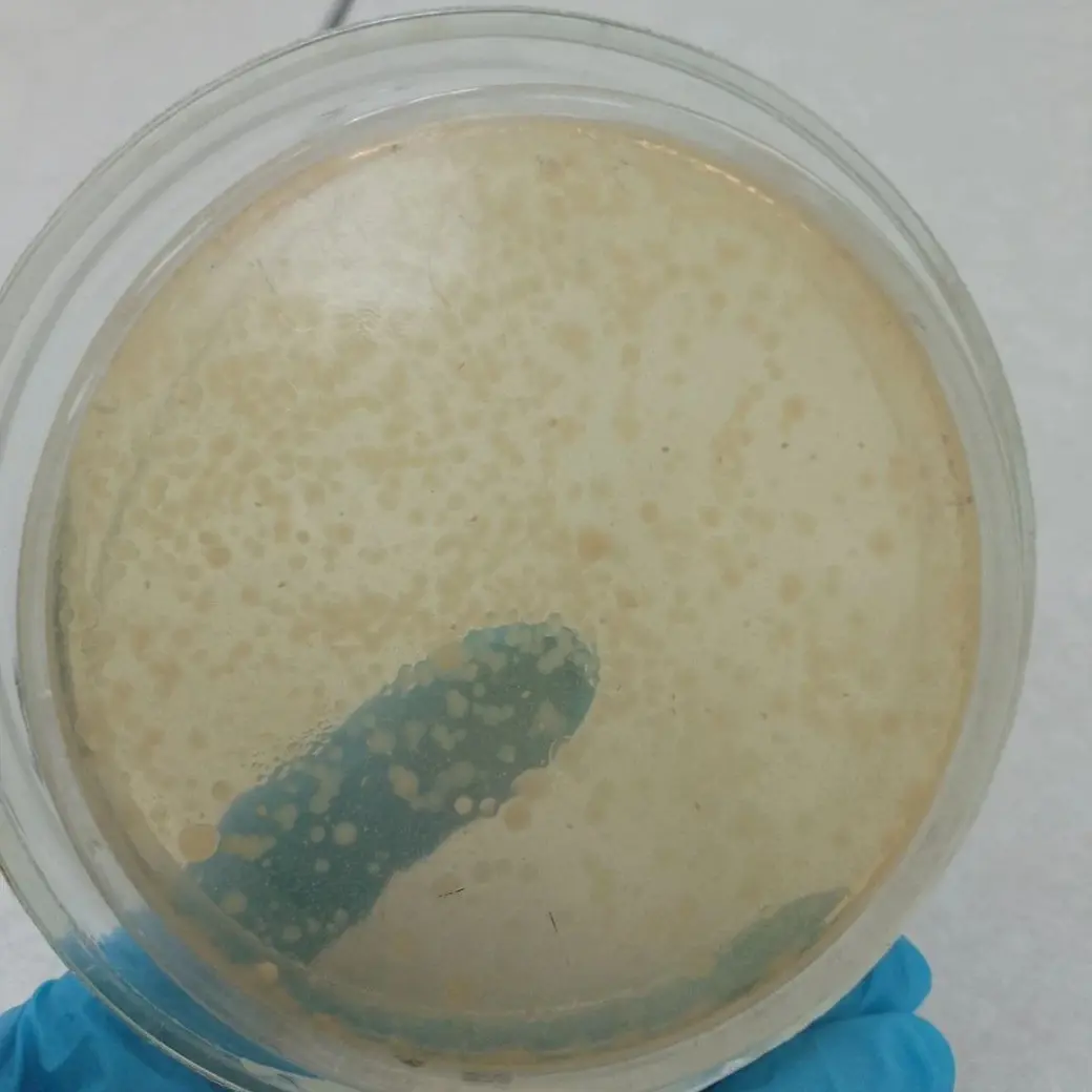 Результаты исследований фонтанов специалистами МЗЦГЭ.