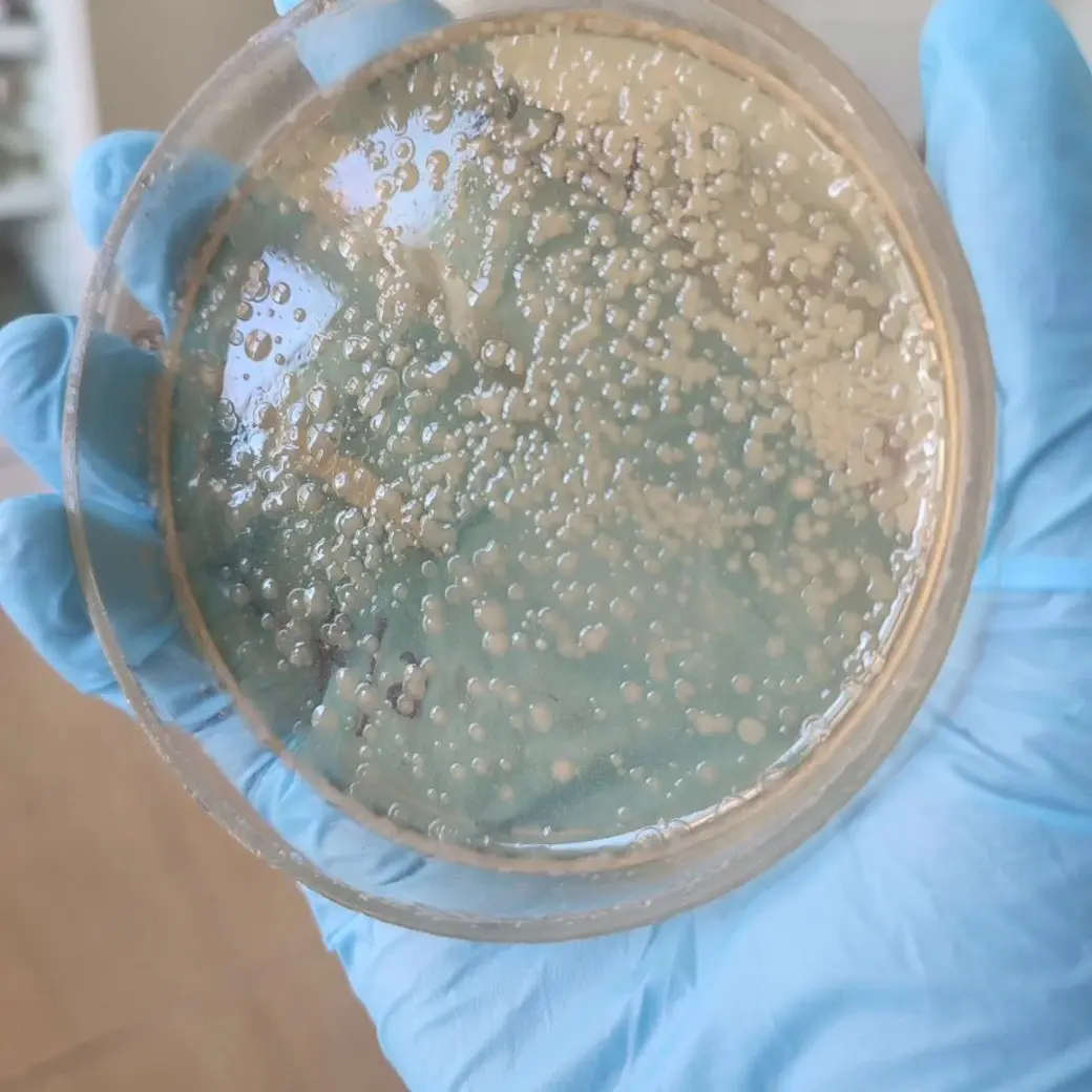 Результаты исследований фонтанов специалистами МЗЦГЭ.