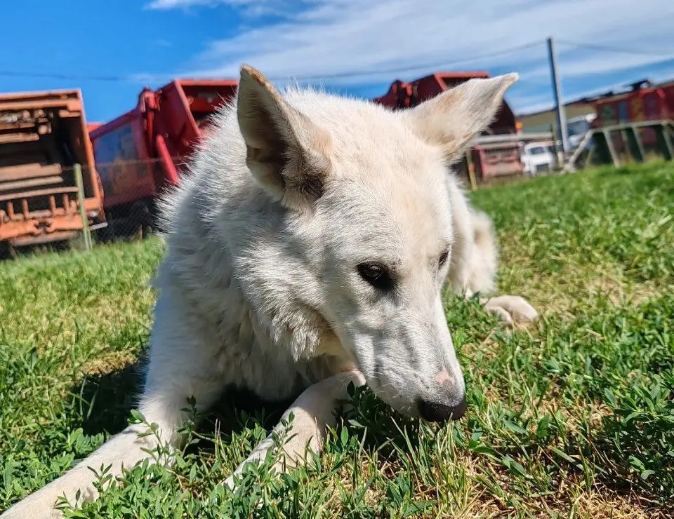 Собака Ася.