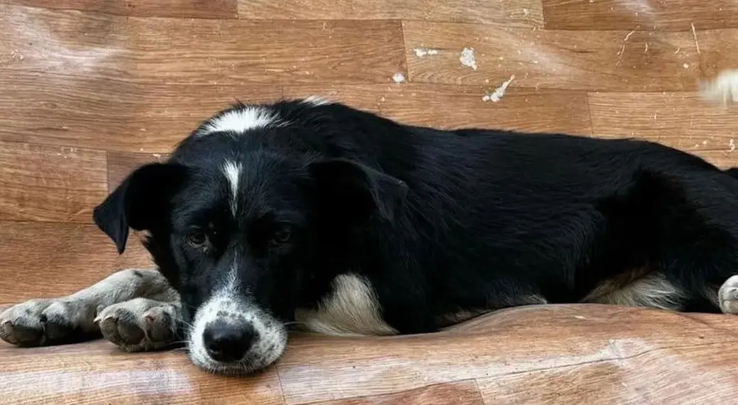 Собака Маруся.