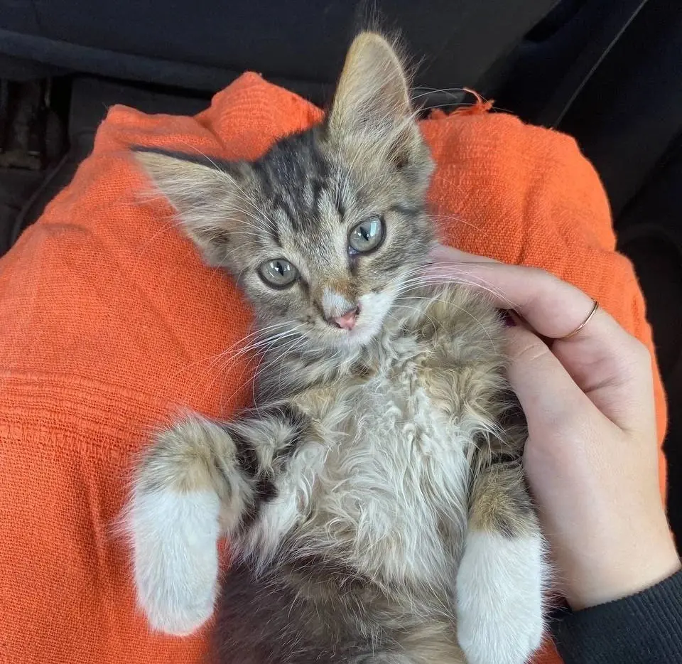 Ласковый и красивый котенок.