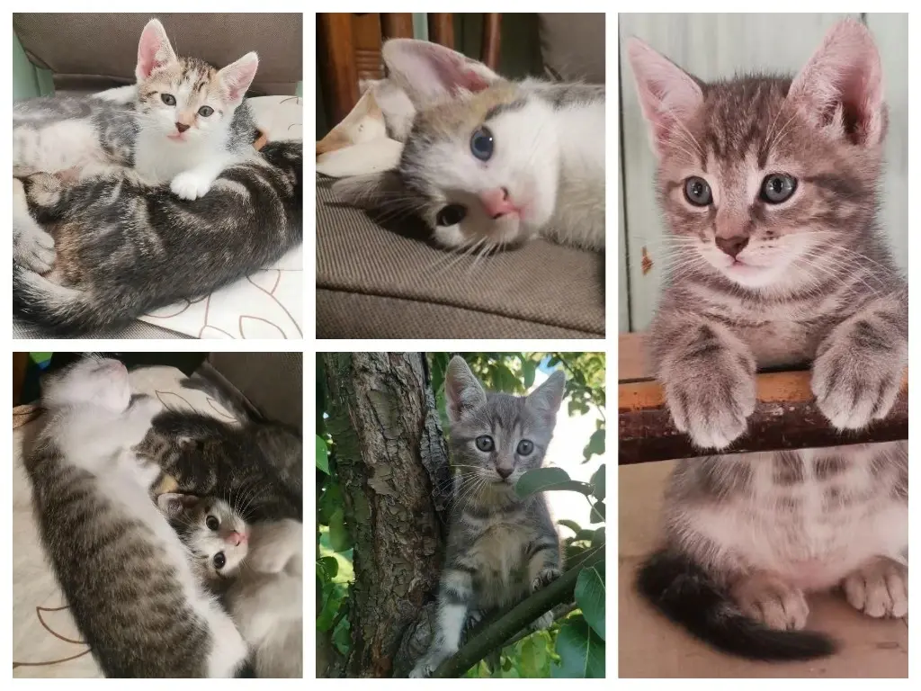 Милые котята.