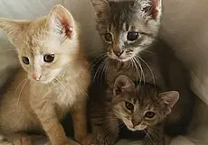 Собака Маруся, котята и найденная кошка: кто ищет хозяина в Могилеве