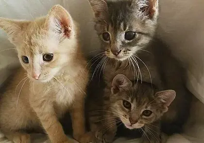 Собака Маруся, котята и найденная кошка: кто ищет хозяина в Могилеве