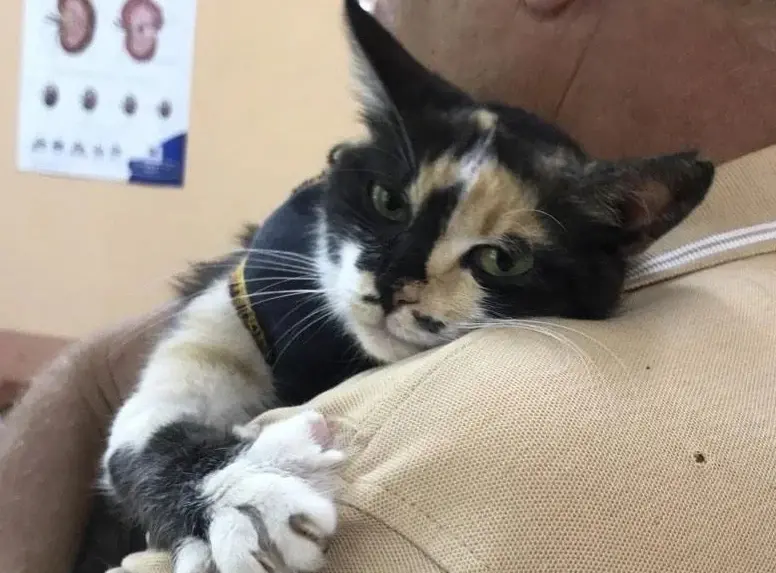 Найденная кошечка.