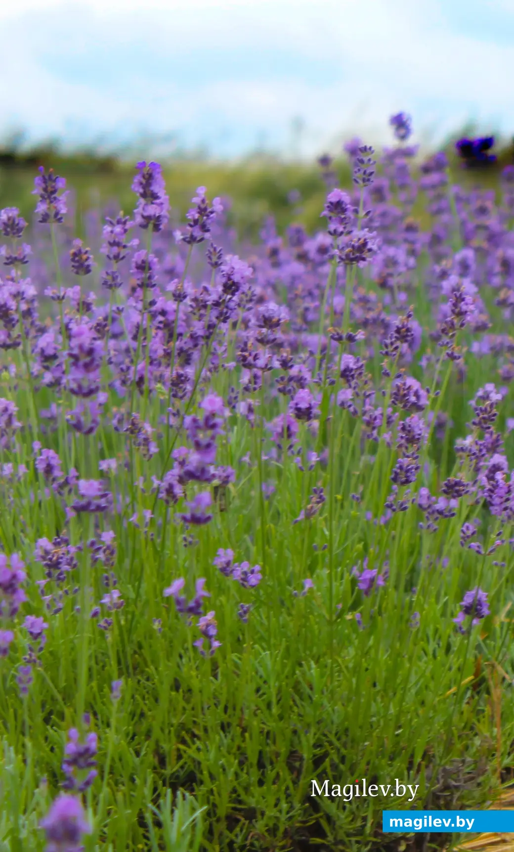 Июль 2024 года. Лавандовое поле под Могилевом.