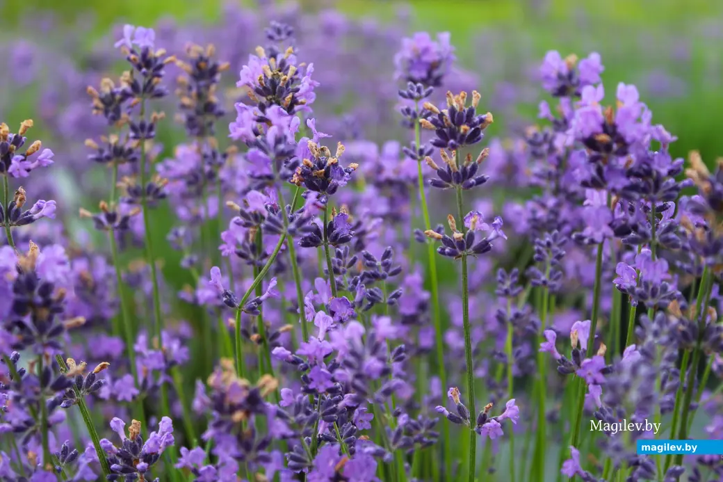 Лаванда, растущая в Могилевской области.