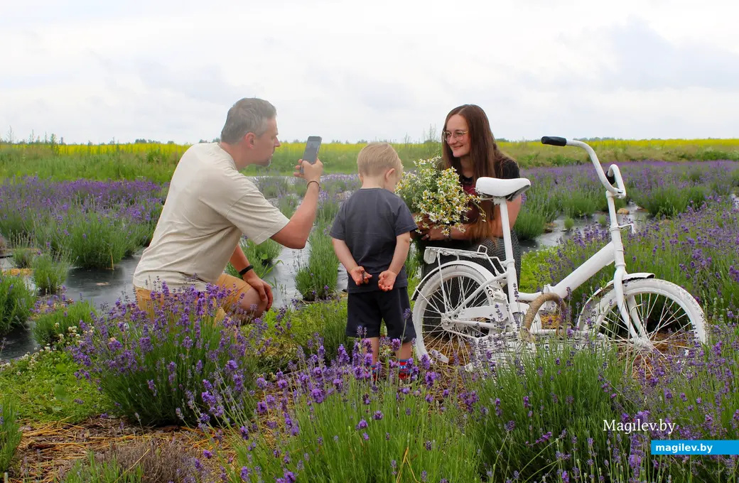 Июль 2024 года. Лавандовое поле под Могилевом.