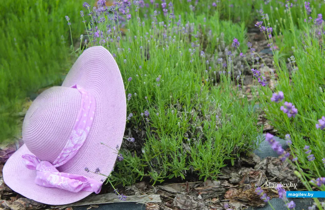 Июль 2024 года. Лавандовое поле под Могилевом.