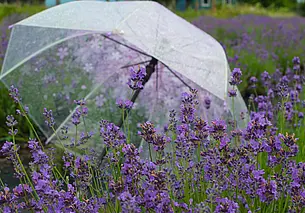 Путешествие одного дня: на лавандовое поле под Могилевом с заездом в Грудиновку