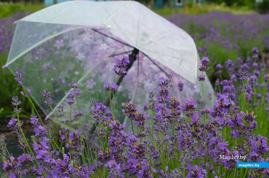 Июль 2024 года. Лавандовое поле под Могилевом.