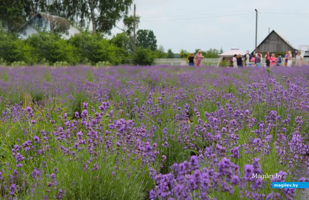 Июль 2024 года. Лавандовое поле под Могилевом.