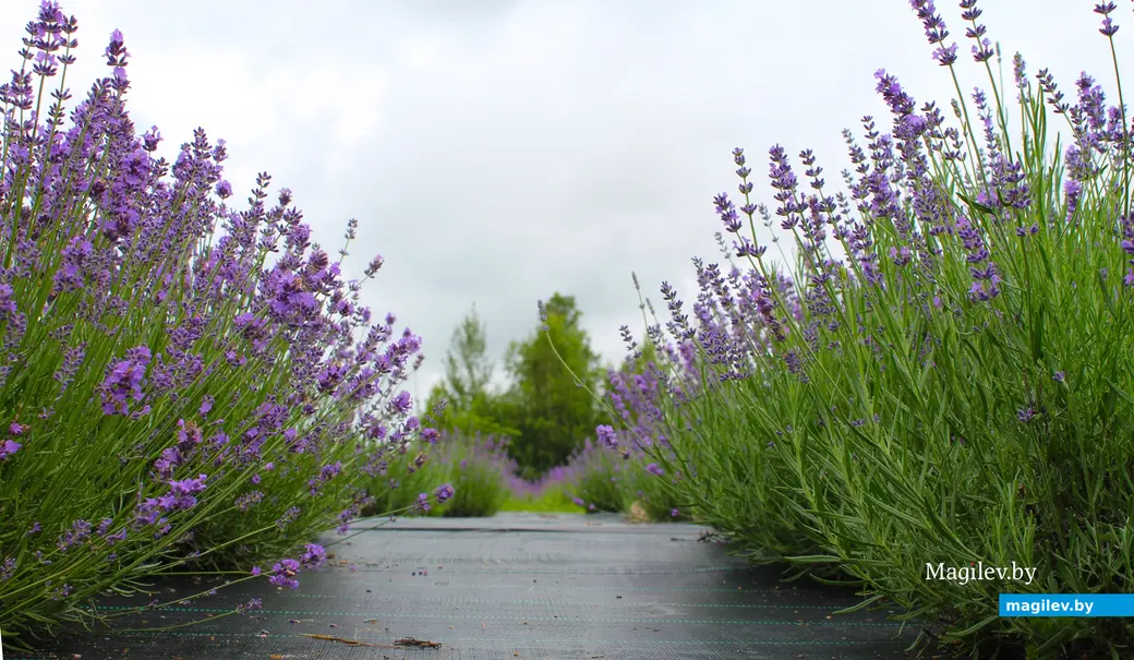 Июль 2024 года. Лавандовое поле под Могилевом.