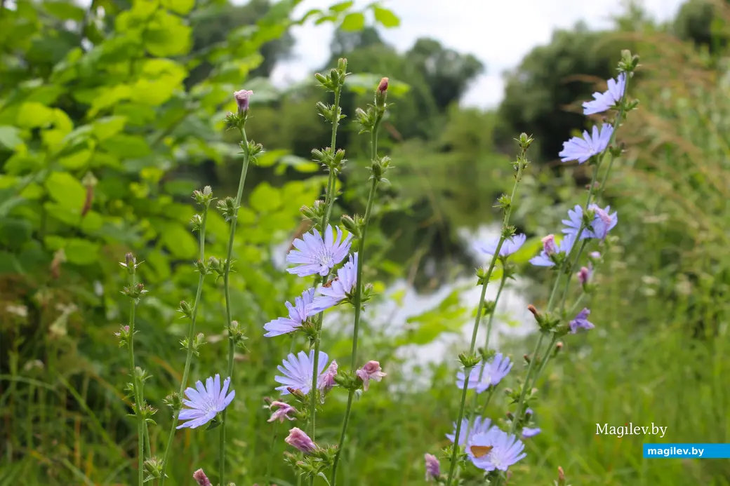 Июль 2024 года. Усадьба Толстых в Грудиновке. Грудиновский парк.