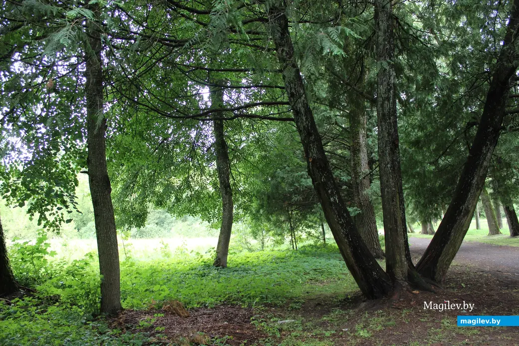 Июль 2024 года. Усадьба Толстых в Грудиновке. Грудиновский парк.