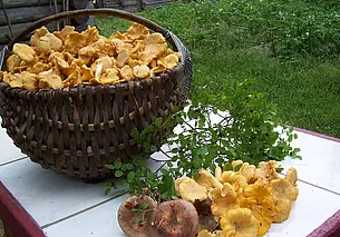 Где в Могилеве можно сдать чернику и грибы лисички? Рассказываем